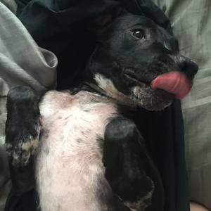 Meet your Posher, Chad